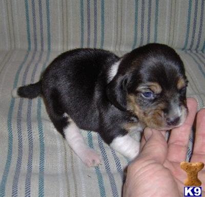 Puppies in OK